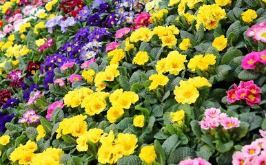 colorful Primroses in the garden of the villa
