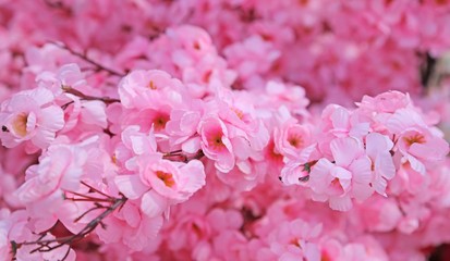 Obraz premium pink flowers of a peach tree in spring