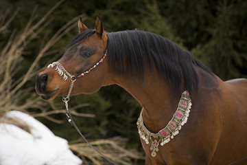 Arabischer Hengst
