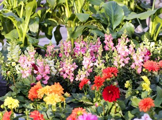 Fototapeta premium flowers dahlia for sale in florist's greenhouse