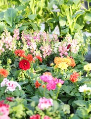 flowers dahlia for sale in florist's greenhouse in spring