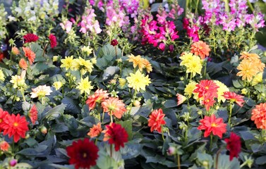 flowers dahlia for sale in florist's greenhouse in spring