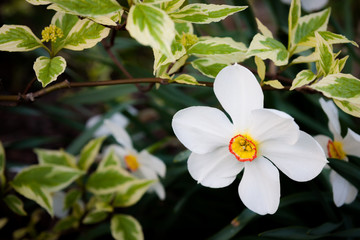 White flower in a bush