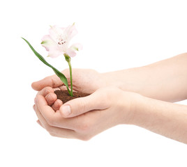 Two hands holding a flower in handful of ground