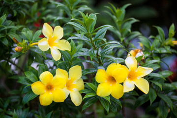 Fototapeta premium Group of yellow allamanda flowers