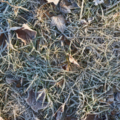 Frosted dry meadow grass
