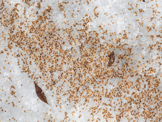 birch seeds