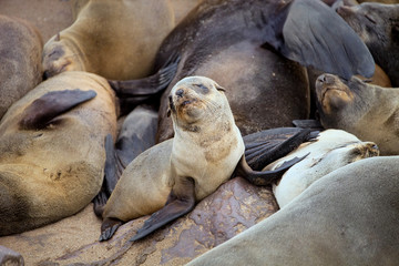 colonies Brown fur seal,Cape cros, Namibia