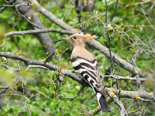 hoopoe,bird
