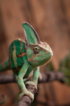Chameleon