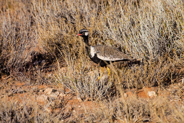 Black Korhaan,Kalahari desert