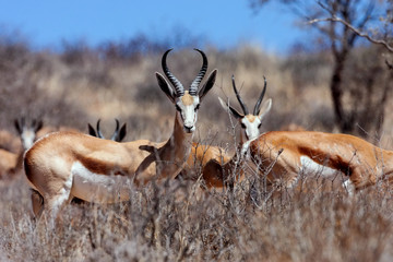 Naklejka na ściany i meble Male of Springbok, Gemsbok National Park