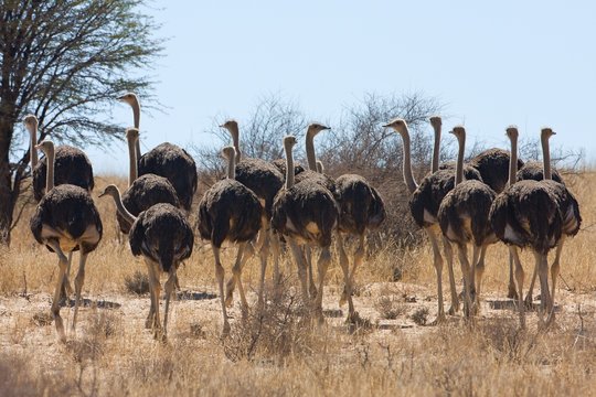 group of female Ostrich, Struthio camelus