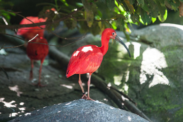 Scarlet ibis standing on a rock