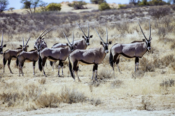 Naklejka na ściany i meble Gemsbok herd of antelope