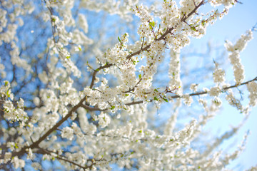 Fototapeta premium apple tree with many flowers