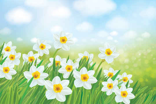 Vector spring nature background, daffodil flowers.