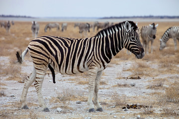 Fototapeta na wymiar Equus burchelli antiquorum, Damara zebra