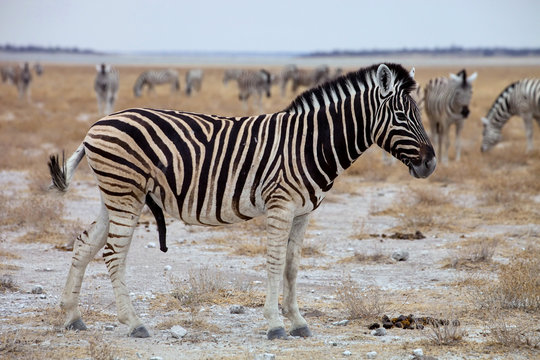 Equus burchelli antiquorum,  Damara zebra