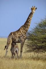 South African female giraffe,Etosha National Park, Namibi