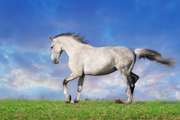 Obraz na płótnie Canvas Beautiful grey horse run at the meadow