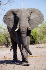 Fototapeta premium African elephant,in Etosha National Park in Namibia