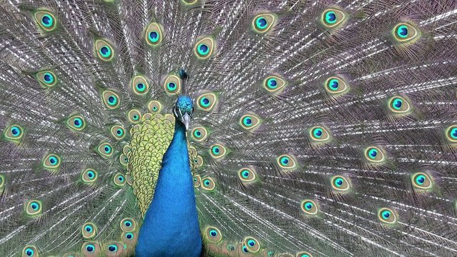 Blauer Pfau schl&auml;gt ein Rad