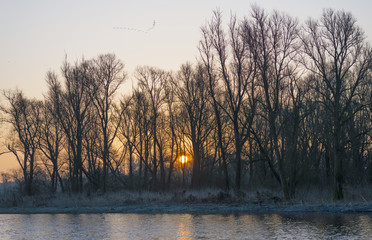Reed along the shore of a lake at dawn