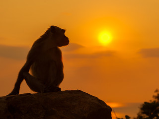 Monkay at beautyful sunset
