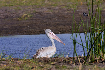 Great White Pelican, Moremi National Park, Botswana