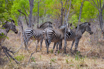 Fototapeta na wymiar plains zebra, Equus quagga, Zimbabwe