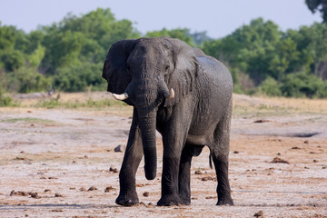 Naklejka na ściany i meble male African elephant,Hwange National Park, Zimbawe