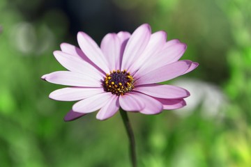Fototapeta premium Flower detail in a green garden