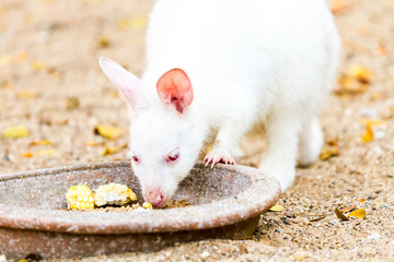 white kangaroo in chiangmai nightsafari ,chiangmai Thailand © lightofchairat