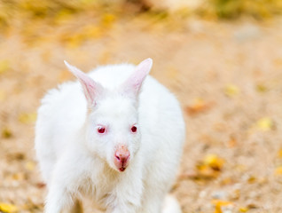 white kangaroo in chiangmai nightsafari ,chiangmai Thailand © lightofchairat