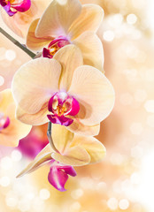 Yellow Phalaenopsis orchid