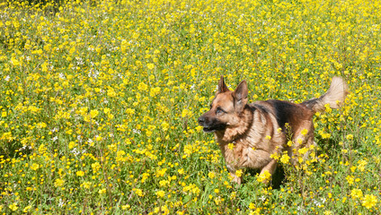 German shepherd Wolfdog  running in the field