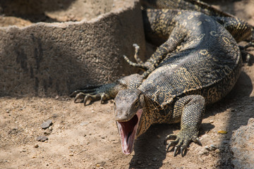 water monitor lizard (varanus salvator)