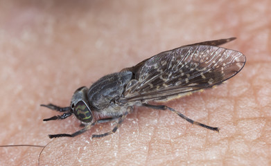 Common horsefly, haematopota pluvialis sucking blood