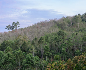 Nature green forest and plantation