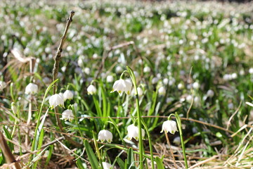 Große Schneeglöckchen bilden im Frühling ein Blütenmeer