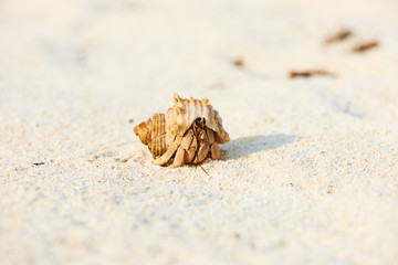 Hermit crab at beach