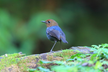 White-browed Shortwing (Brachypteryx montana) in Philippines