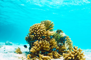 Fototapeta na wymiar Coral reef at Maldives