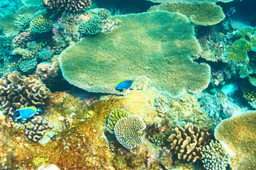 Coral reef at Maldives