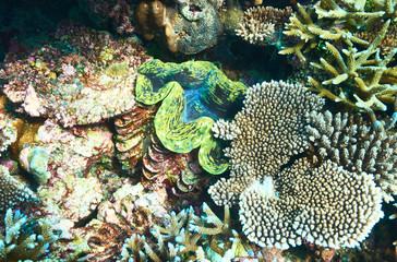 Giant clam at the tropical coral reef