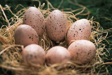 Obraz premium Easter eggs