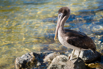 Brown pelican roosting on rock