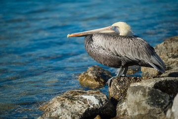Brown pelican roosting on rock