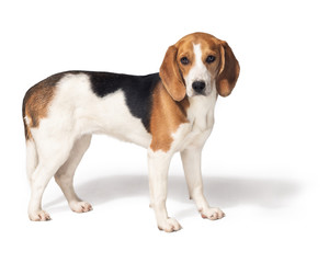 Beagle dog isolated on white background